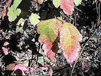 Poison Oak Changing Color