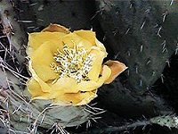 Prickly pear blossom