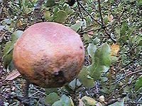 Gall in Scrub Oak