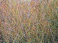 Needle Grass